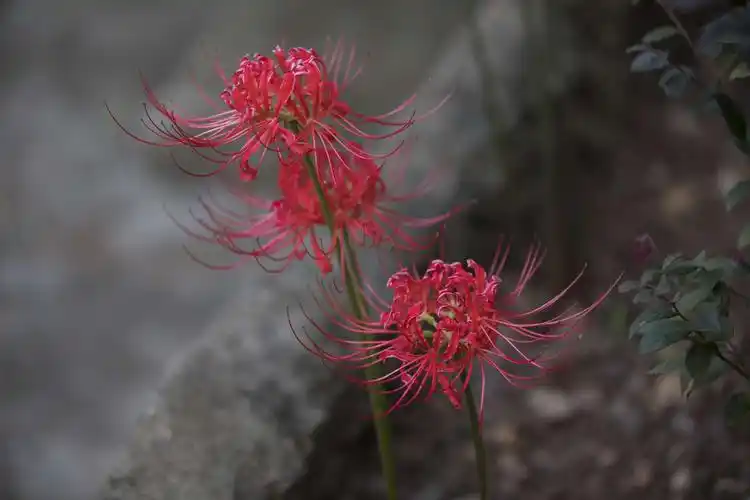 从此,天下间就有了两种完全不同的彼岸花,一个长在彼岸,一个生在忘川