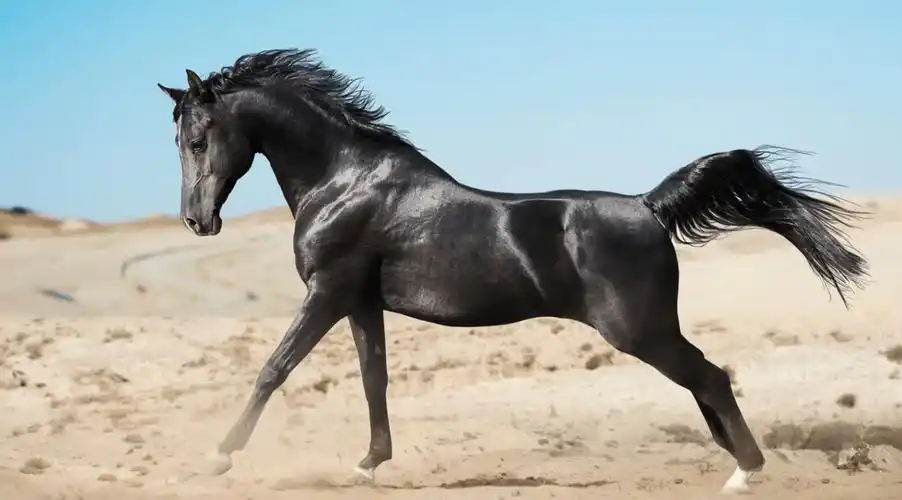 盘点世界上最昂贵最纯正的10个马种这才是真正的良驹宝马