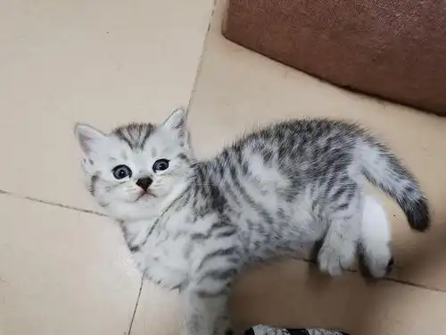 自家美短猫串串找新家