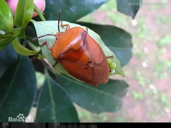 荔枝蝽-动物的心我懂-搜狐博客