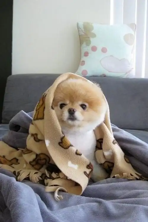 呆萌可爱小博美宠物汪星人可爱狗狗手机壁纸