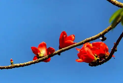 琼岛昌江木棉红