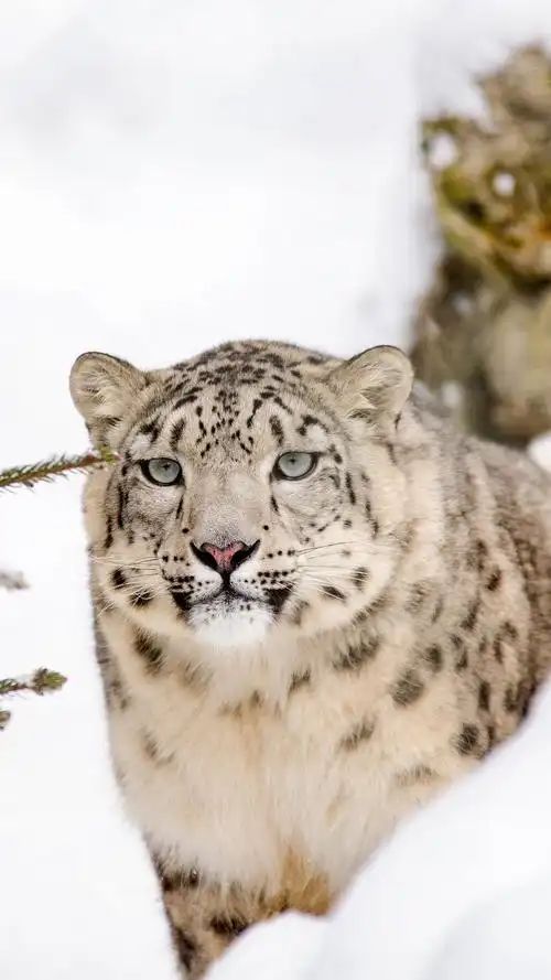 猎豹- 堆糖,美图壁纸兴趣社区