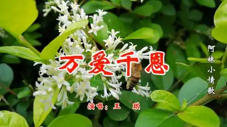 一首催泪新歌《万爱千恩》,千宠万爱父母情,千恩万谢父母恩!