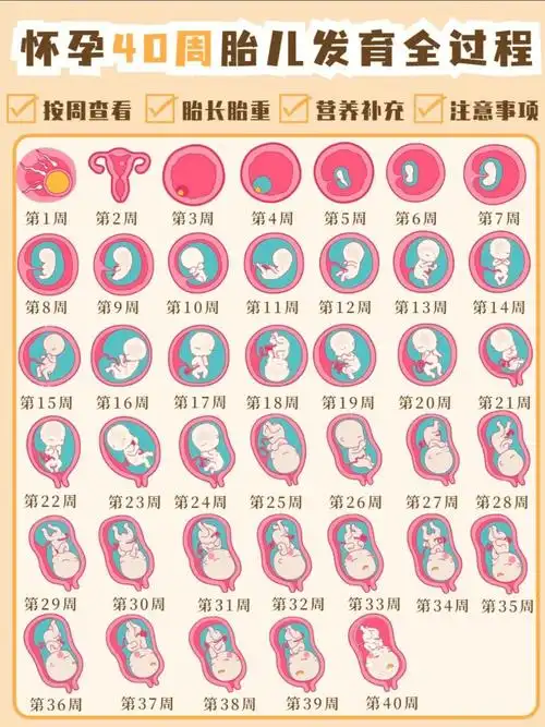 怀孕40周胎儿每周的发育变化及孕妈注意事项