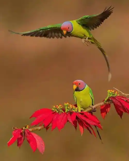 美丽生动花鸟图