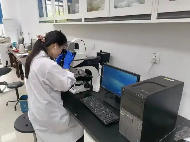 东北农业大学食用菌实验室开展研究工作