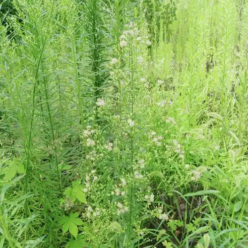 探秘飞蓬林——辛龙幼儿园大三班