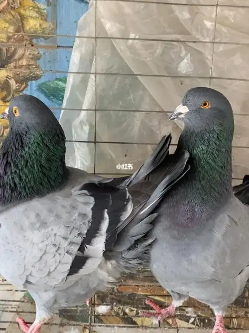 瓦灰元宝鸽一对体型特别漂亮