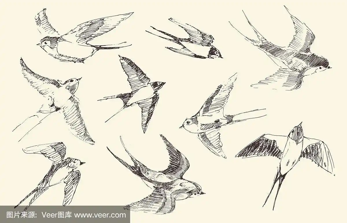 燕子飞鸟向量,手绘,素描