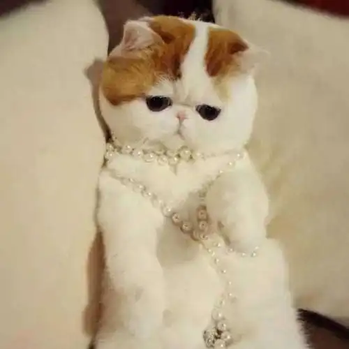 一只轰动猫界 萌死人不偿命的神喵