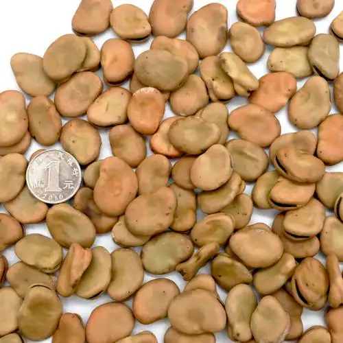 秋季蚕豆种子耐寒蔬菜种孑农家大田播种特级大青蚕豆籽种胡豆种