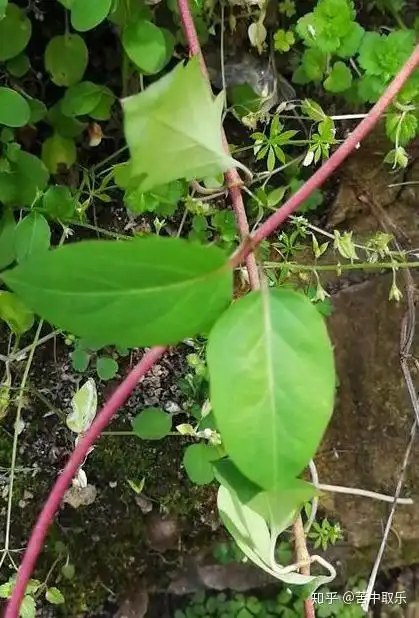 白花菜子的功效与作用_白花臭气草的功效与作用_白花胶的功效与作用