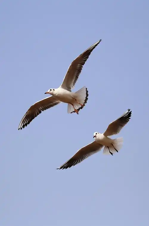 【海鸥的故事摄影图片】生态摄影_太平洋电脑网摄影部落