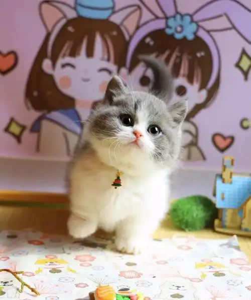 家养英短蓝猫 蓝白渐层 美短【包健康 可送货上门】