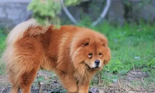 但是在中国本地比较常见的中华田园犬,是不被算作