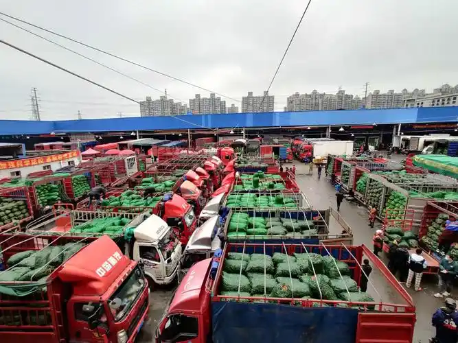 江桥蔬菜批发市场最高日均交易量环比增163价格平稳