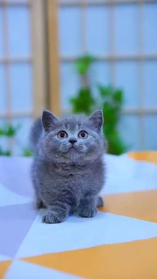 英短蓝猫矮脚弟弟