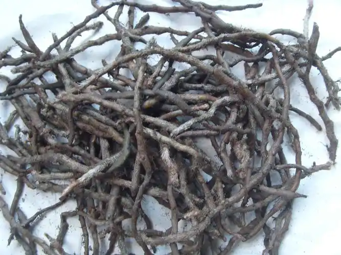 草草白毛蛇.别名小叶骨碎补