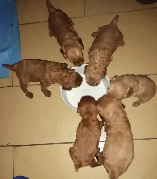 自己家养的小泰迪,刚生了五只小宝宝,颜色纯正,狗妈