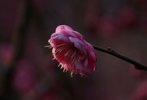 梅花,香色俱佳,独步早春,具有不畏严寒的坚强性格和不甘落后的进取