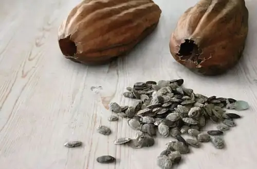 老熟的丝瓜也值钱,每日取籽剥壳吃5粒,3天就能驱除蛔虫,小孩子也能吃.