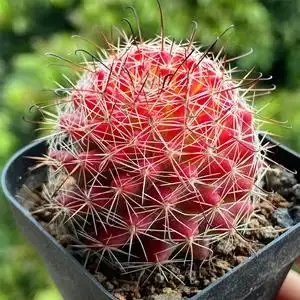 红娜丸仙人球-淘宝拼多多热销红娜丸仙人球货源拿货 - 阿里巴巴货源