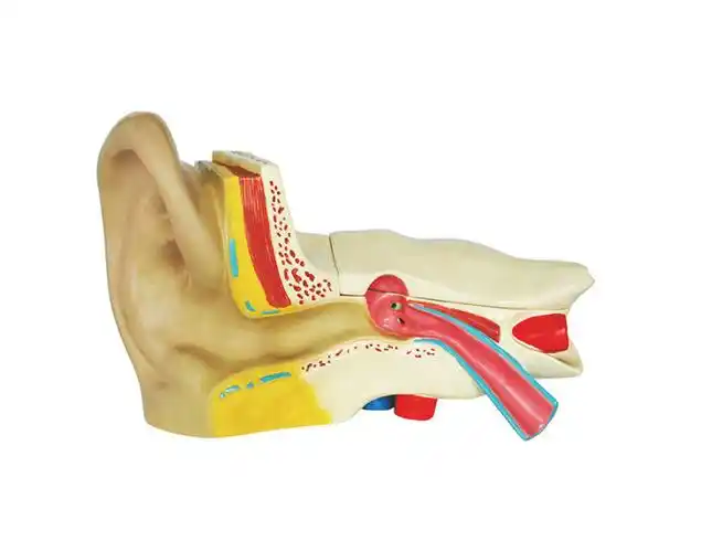 耳解剖模型
