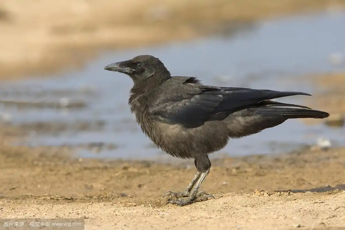 腐肉乌鸦(corvus corone),幼年在湖畔觅食,沃里克郡,英格兰,英国,欧洲
