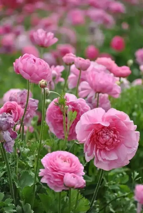 最美的花朵图片,一花一世界,100款绝美花卉图,美到令人窒息 第69张