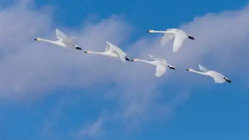 天空,蓝色,天鹅,飞行