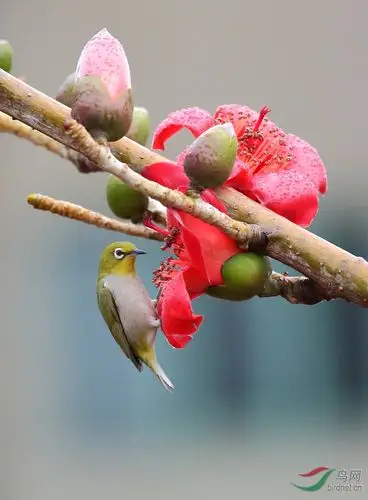 木棉花与鸟