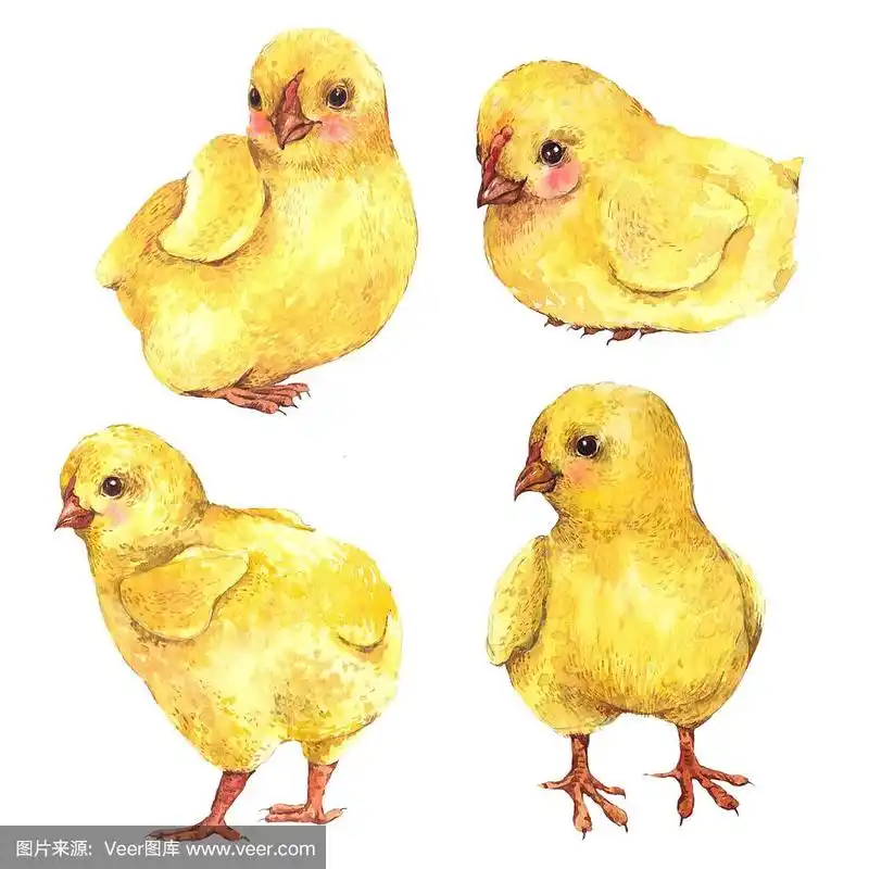 水彩小鸡孤立在白色的背景