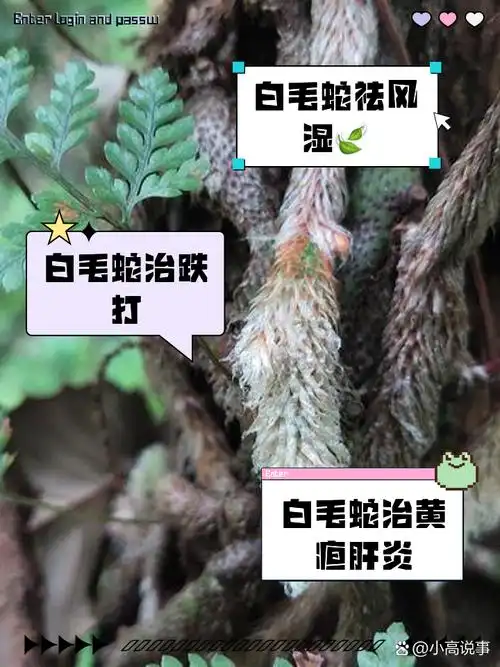 白毛蛇的功效与作用