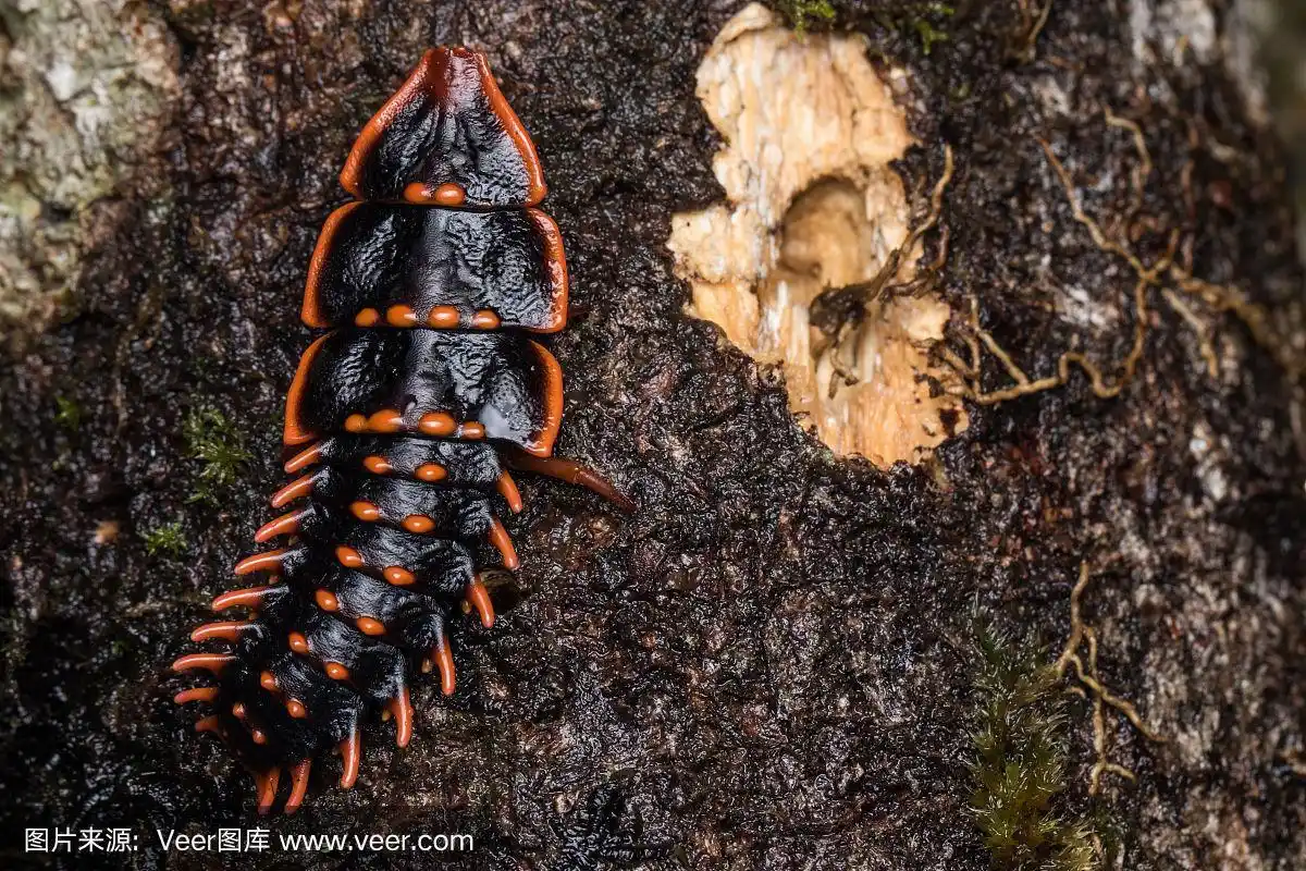 三叶虫甲虫是婆罗洲的一种稀有昆虫.