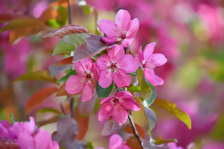 北美海棠花原创拍摄