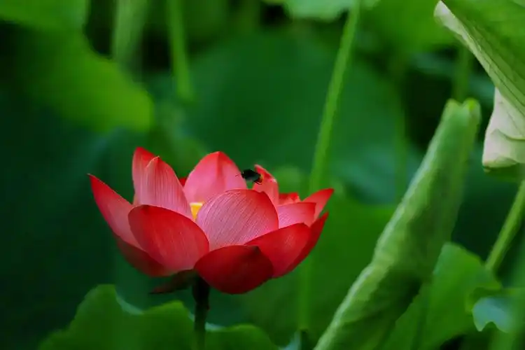 这是荷花的真实写照!