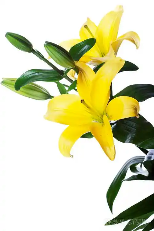孤立在白色背景的百合花