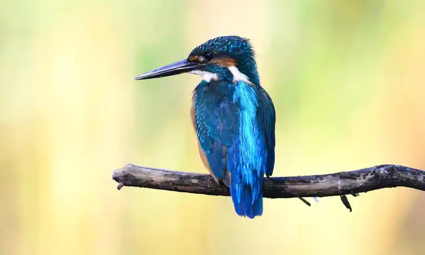 原图欣赏-太平洋摄影部落