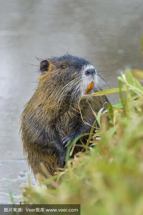 海狸鼠或河狸鼠