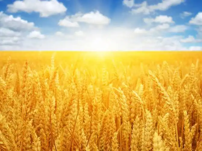 【八一】炫动的麦田(散文)