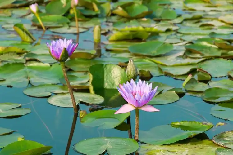 今天休息,来到湿地公园走走,意外发现这里竟然好多九品莲!