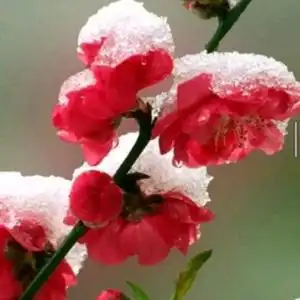 傲雪红梅头像