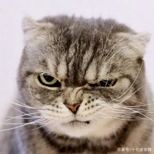 可萌可帅可霸气,扮酷耍帅可是猫星人的天性,高冷范的主