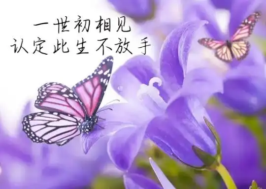 那场唯美的邂逅,仿佛就像是千年的等待一样,那种一见倾心的眷恋,是