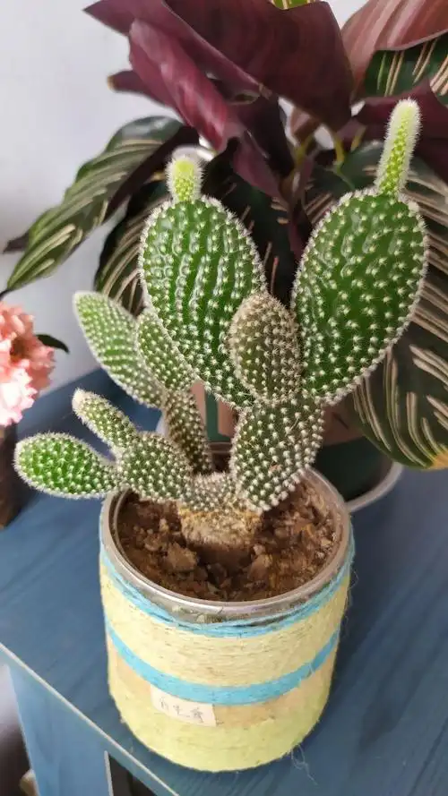 白毛掌的养殖方法和注意事项 - 花百科