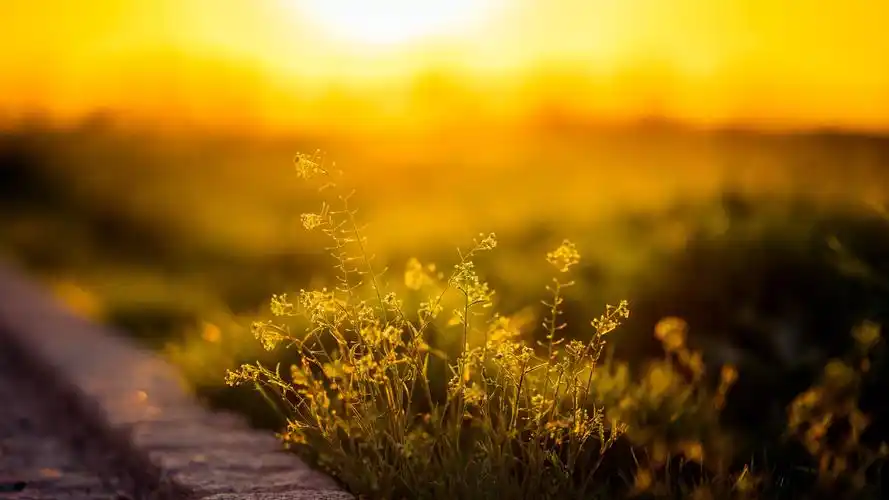 壁纸 草,阳光,早上 3840x2160 uhd 4k 高清壁纸, 图片, 照片