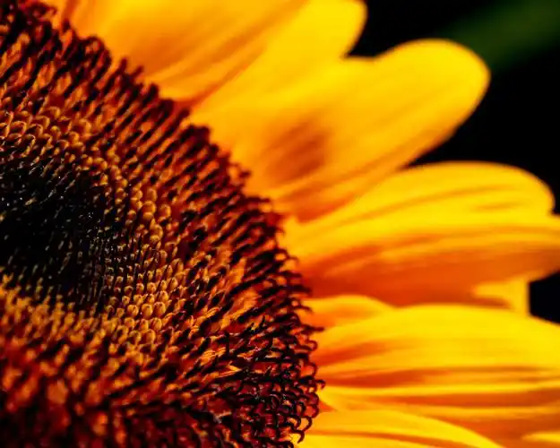 高清晰的向日葵花特写 壁纸 - 1280x1024