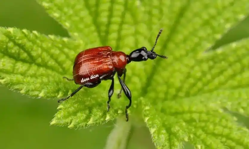 【虫谱大观】卷叶象