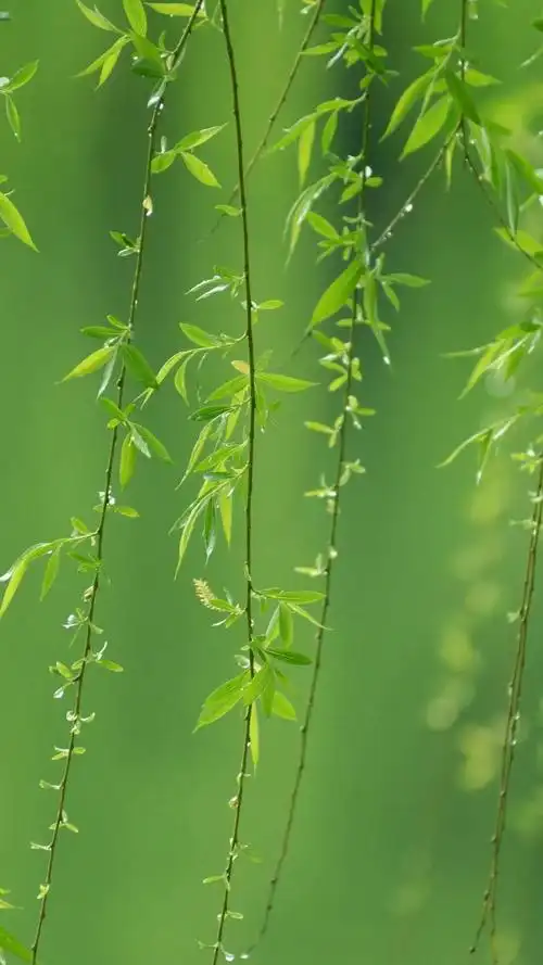 有哪些极富美感的绿色系壁纸